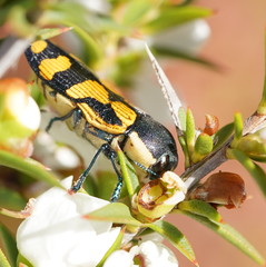 Castiarina adelaidae