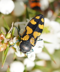 Castiarina adelaidae