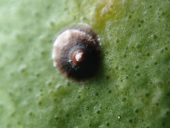 Chrysomphalus aonidum