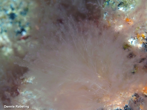 Lophocladia trichoclados observed 2025-10-02