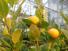 Chrysomphalus aonidum