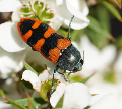 Castiarina crenata