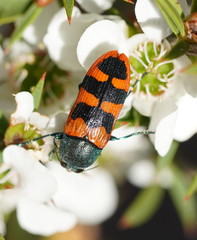 Castiarina crenata