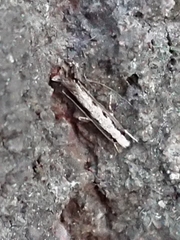 Erechthias fulguritella