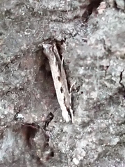 Erechthias fulguritella