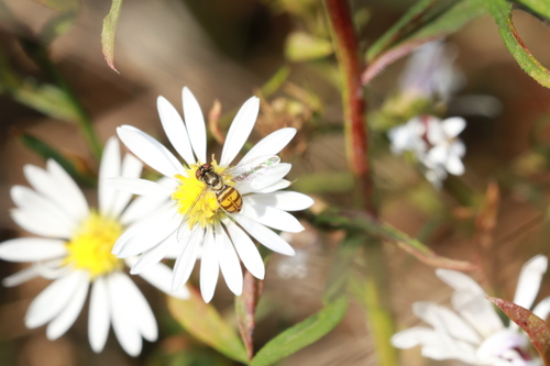 Unknown species found near Birmingham, MI, USA