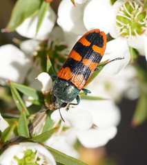 Castiarina crenata