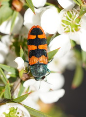 Castiarina crenata