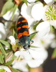 Castiarina crenata
