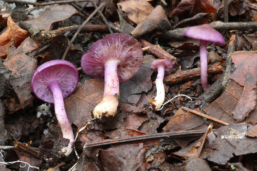 Tricholosporum tropicale