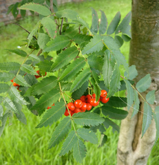 Sorbus aucuparia