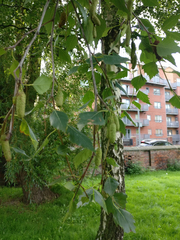 Betula pendula
