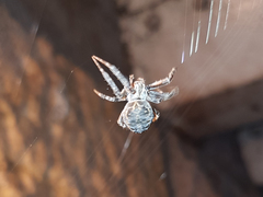 Larinioides sclopetarius