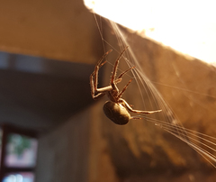 Larinioides sclopetarius