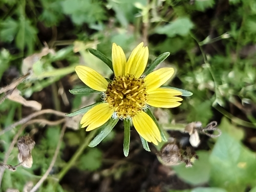 Slimlobe Beggarticks (Bidens tenuisecta)