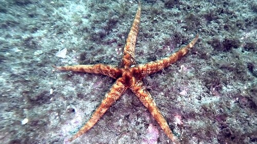 Narcissia trigonaria, 2025-09-20