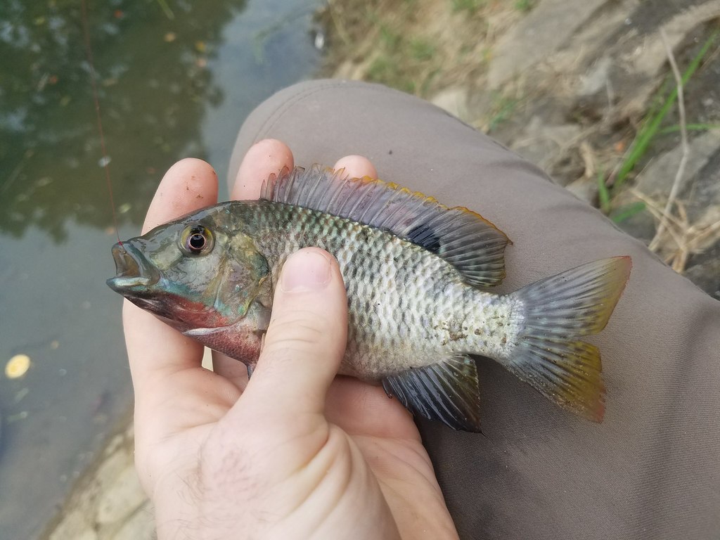 Redbelly Tilapia from Cẩm Châu, Hội An, Quang Nam Province, Vietnam on