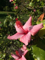 Hibiscus