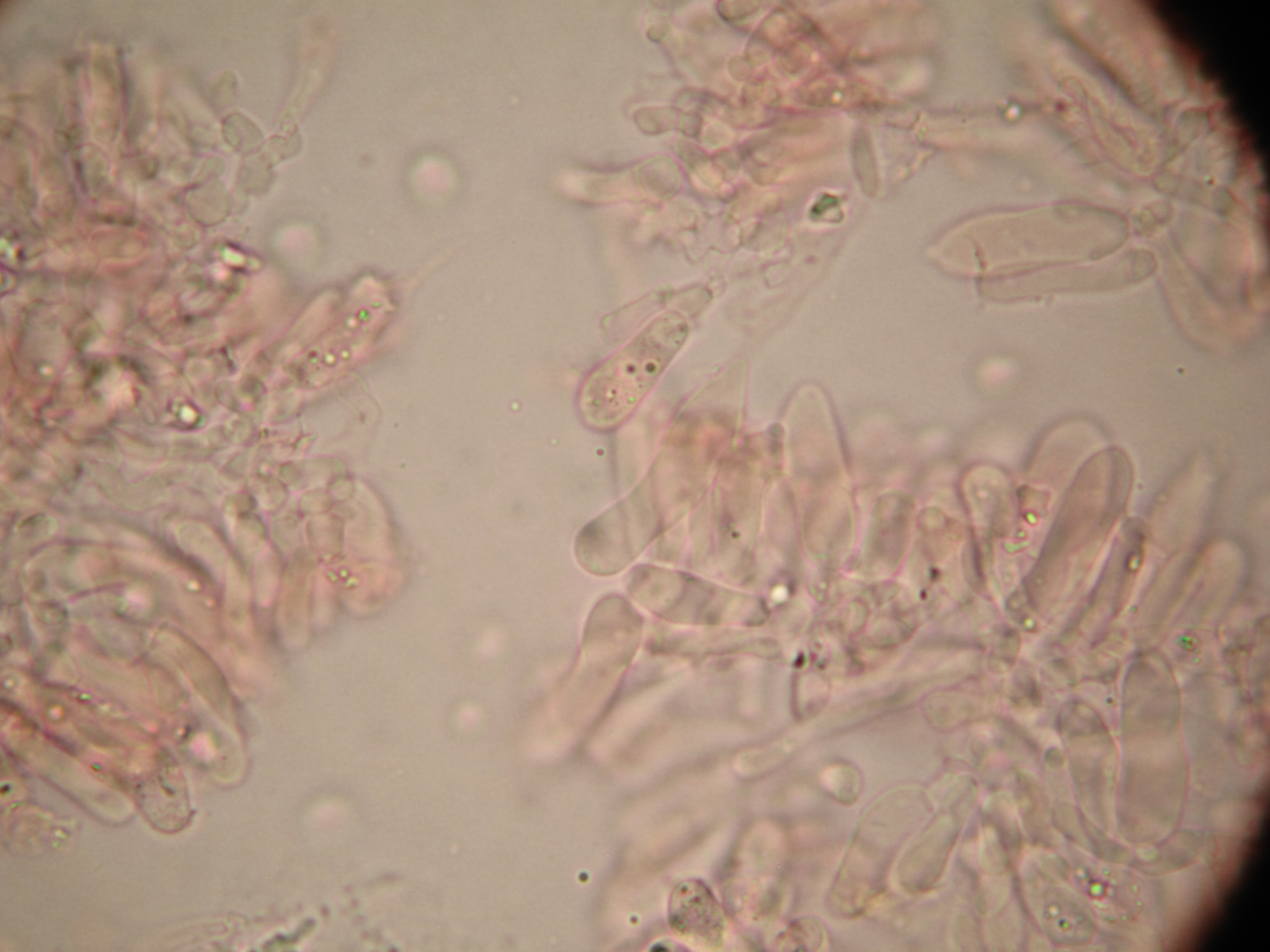 Tricholosporum tropicale image