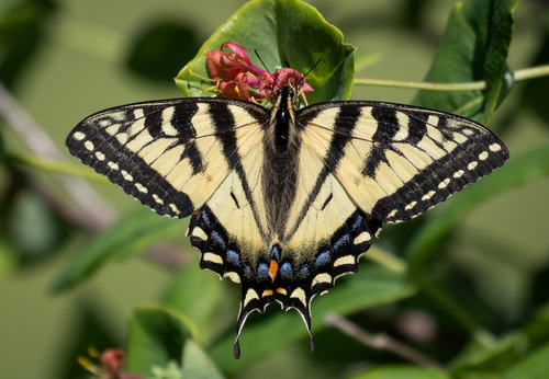 Canadian Tiger Swallowtail, photo 9 of 10