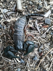 Opisthacanthus