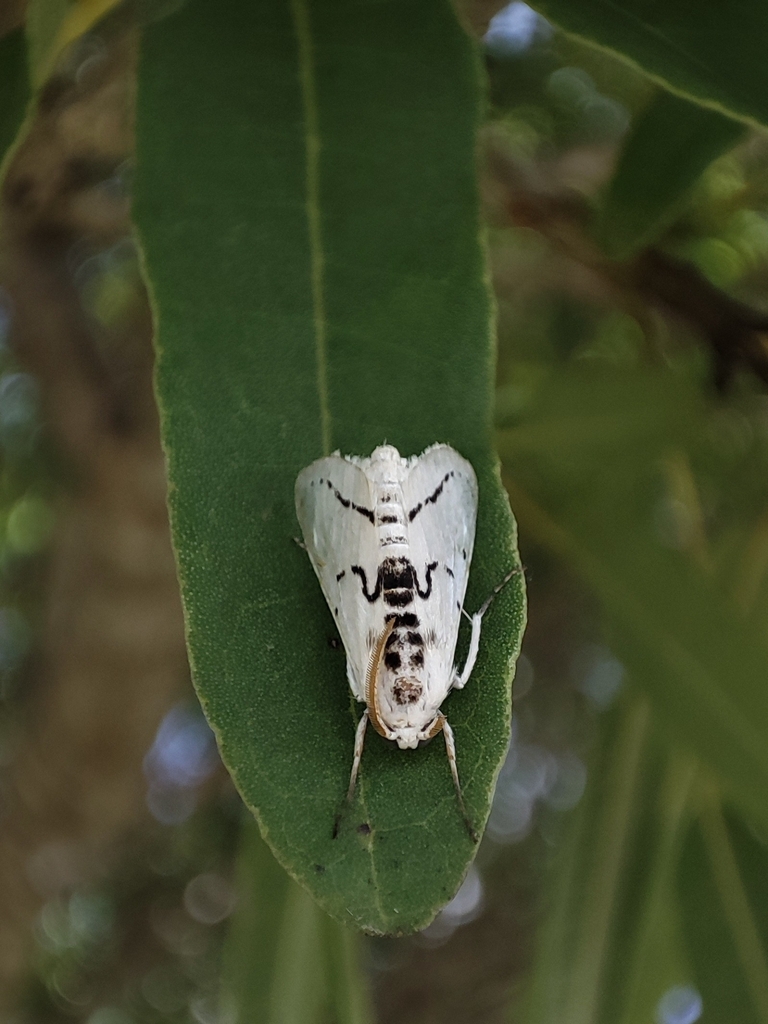 Linosta sinceralis
