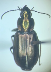 Agonum muelleri