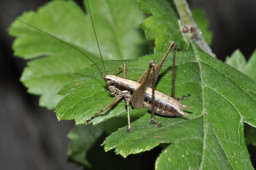 Raymond's Bush-cricket