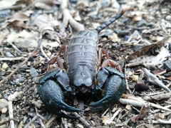 Opisthacanthus