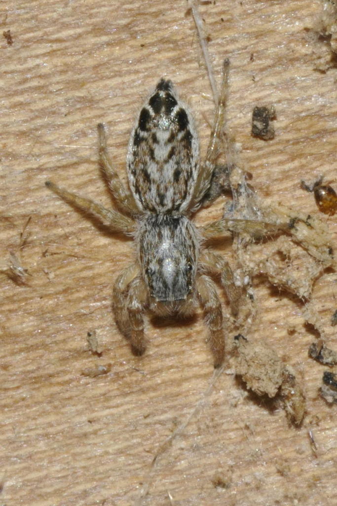 Pseudicius
