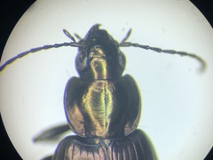 Agonum muelleri