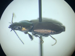 Agonum muelleri