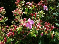 Heterocentron subtriplinervium