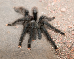 Avicularia avicularia