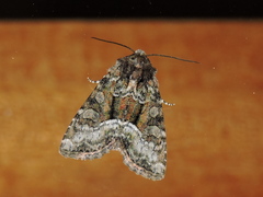Oligia