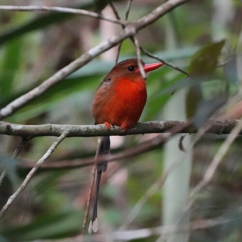 Brown-headed Paradise Kingfisher (Tanysiptera danae)