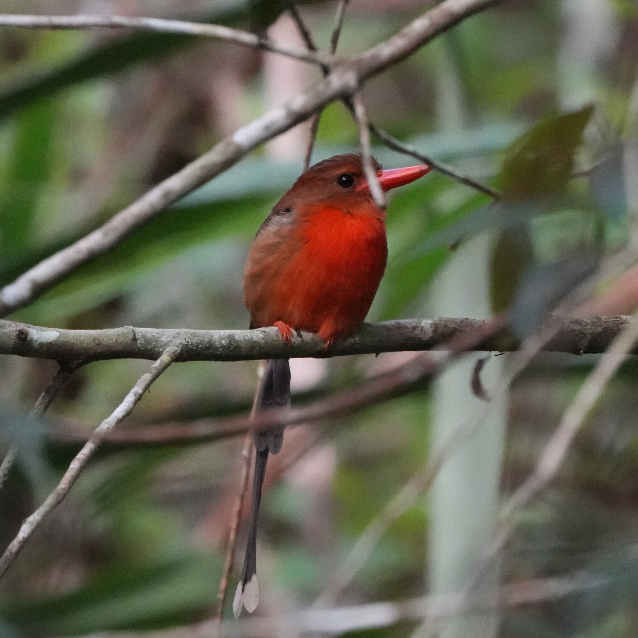 Brown-headed Paradise Kingfisher (Tanysiptera danae), photo 1