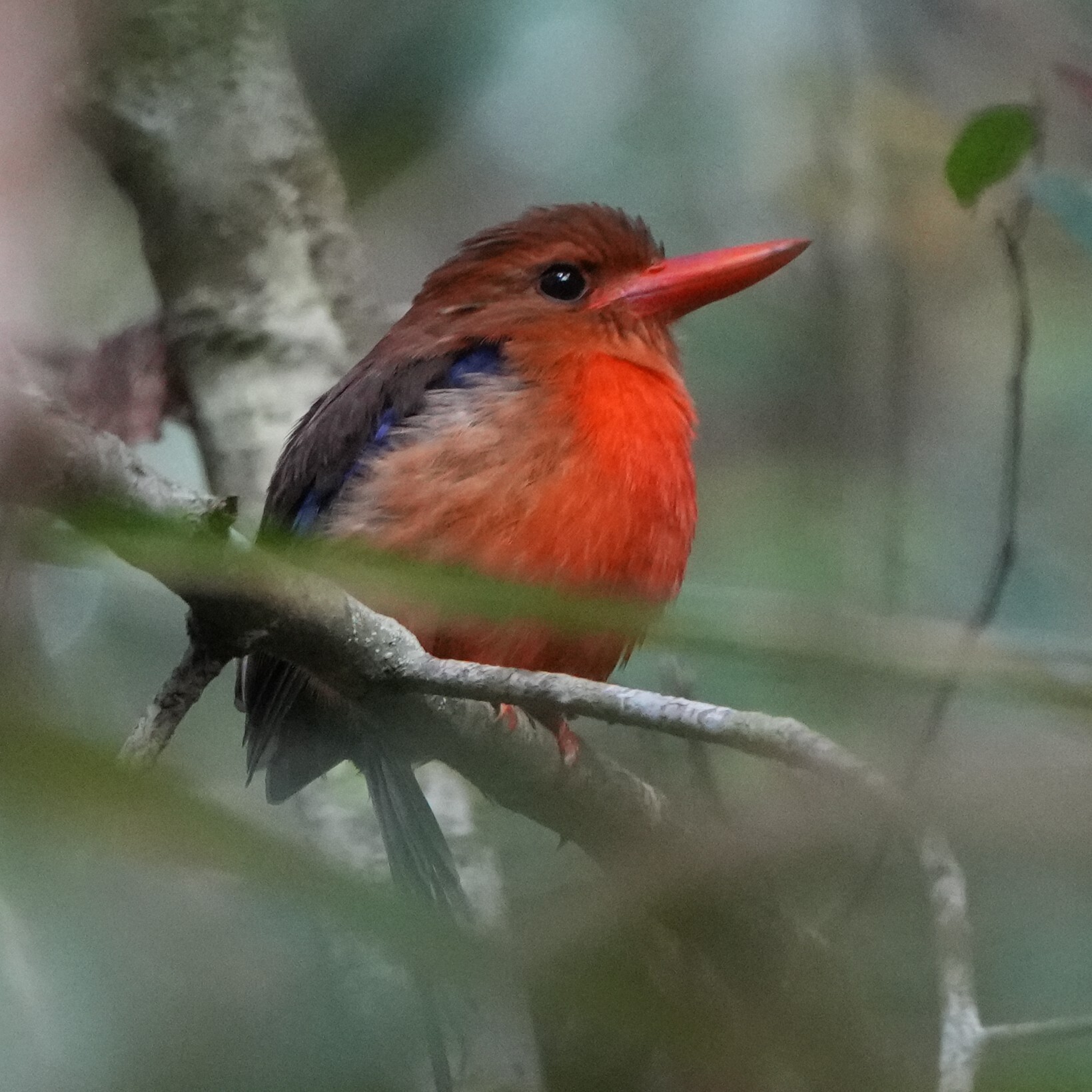 Brown-headed Paradise Kingfisher (Tanysiptera danae), photo 2