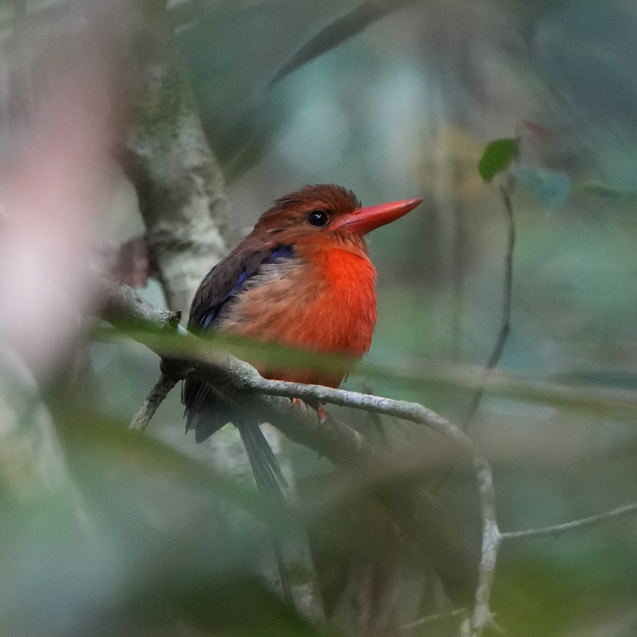 Brown-headed Paradise Kingfisher (Tanysiptera danae), photo 3