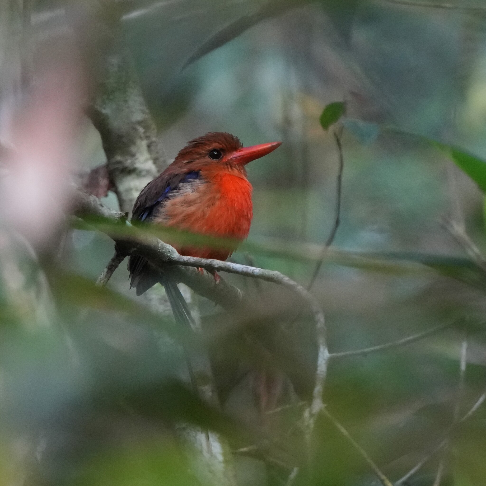Brown-headed Paradise Kingfisher (Tanysiptera danae), photo 4