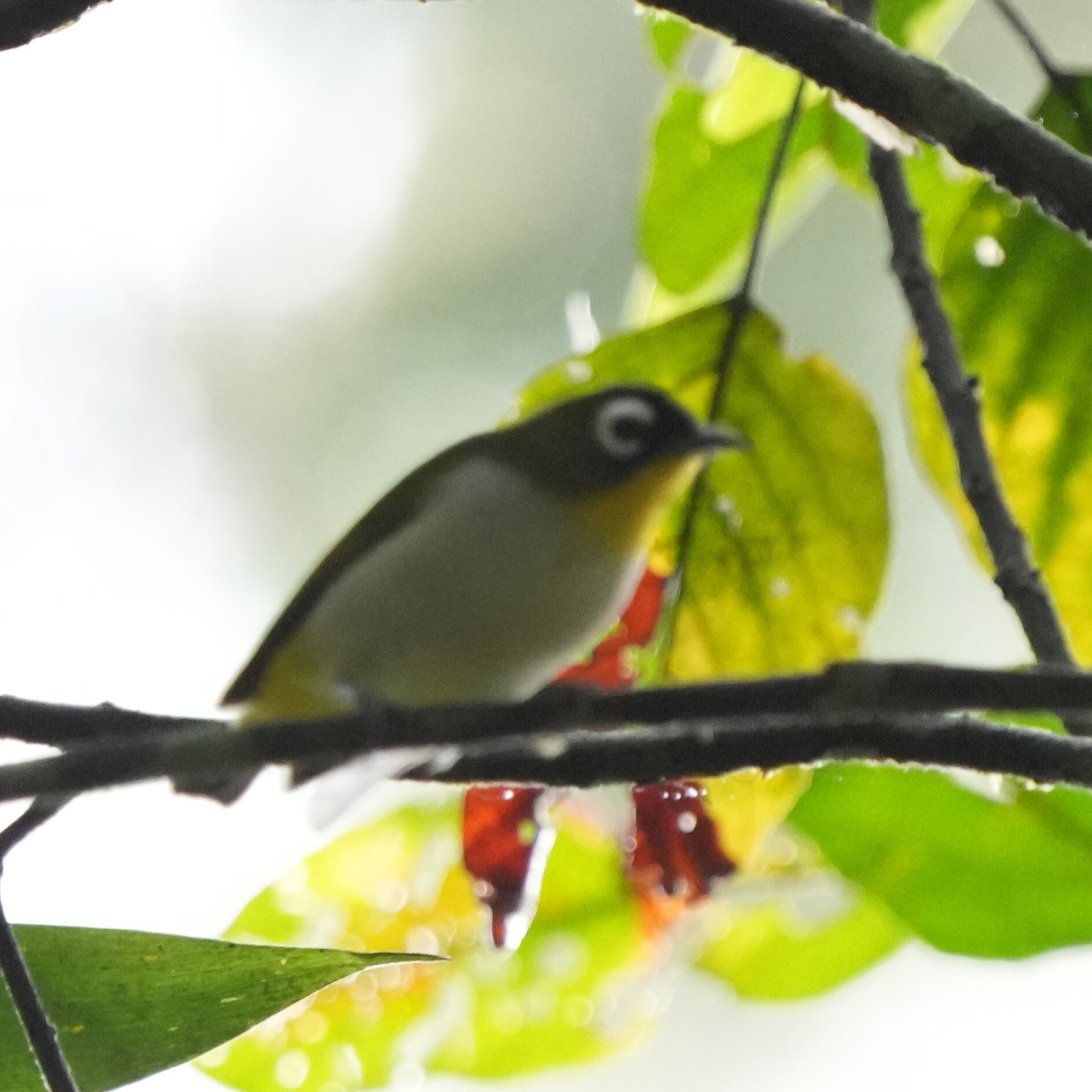 Black-fronted White-eye (Zosterops minor), photo 1