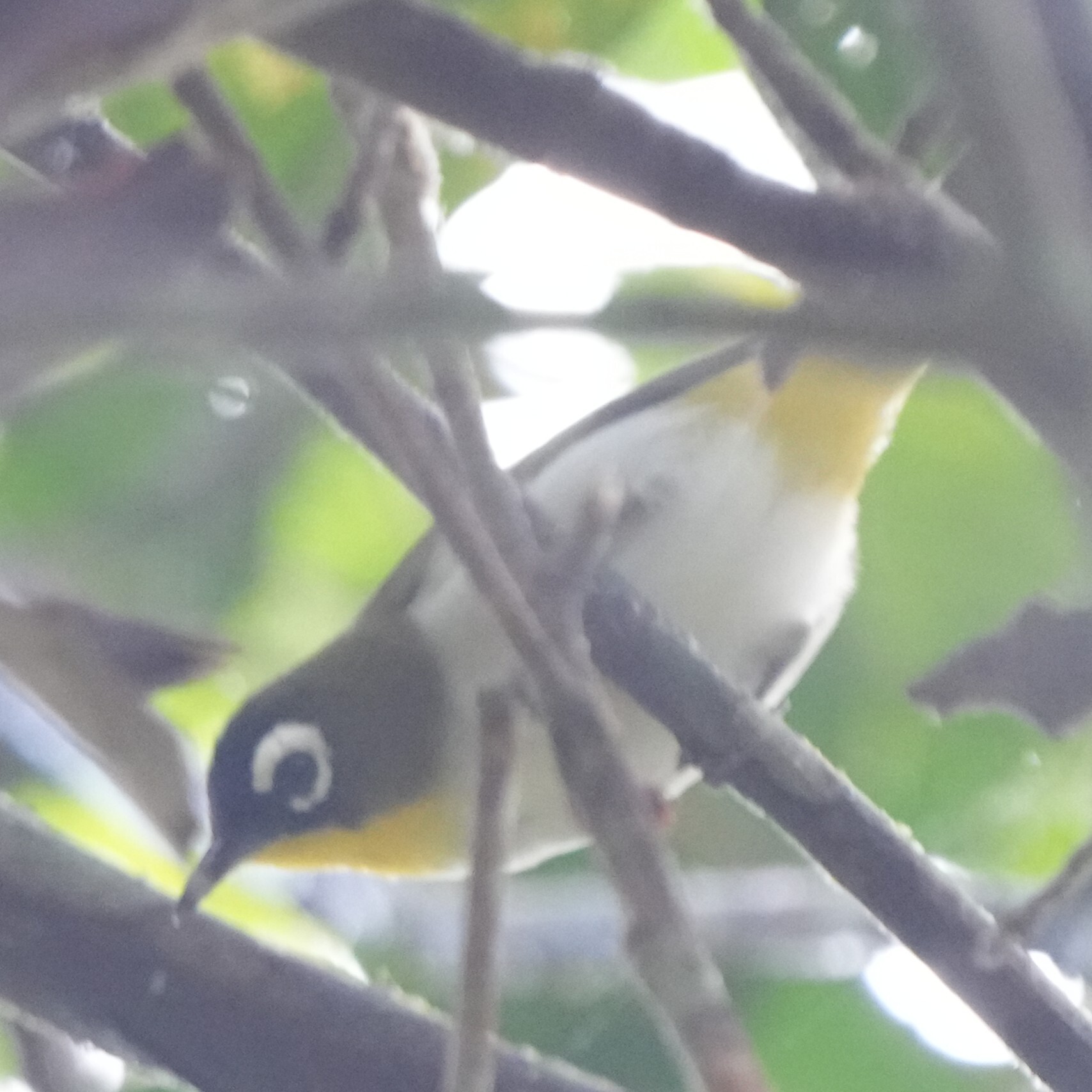 Black-fronted White-eye (Zosterops minor), photo 2