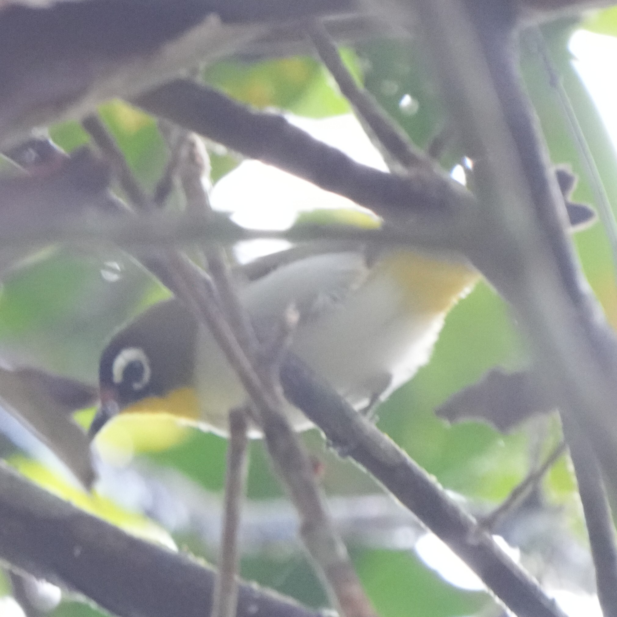 Black-fronted White-eye (Zosterops minor), photo 6