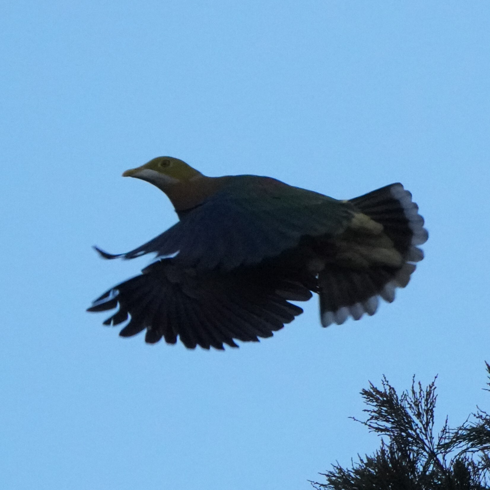 Pink-spotted Fruit Dove (Ptilinopus perlatus), photo 6