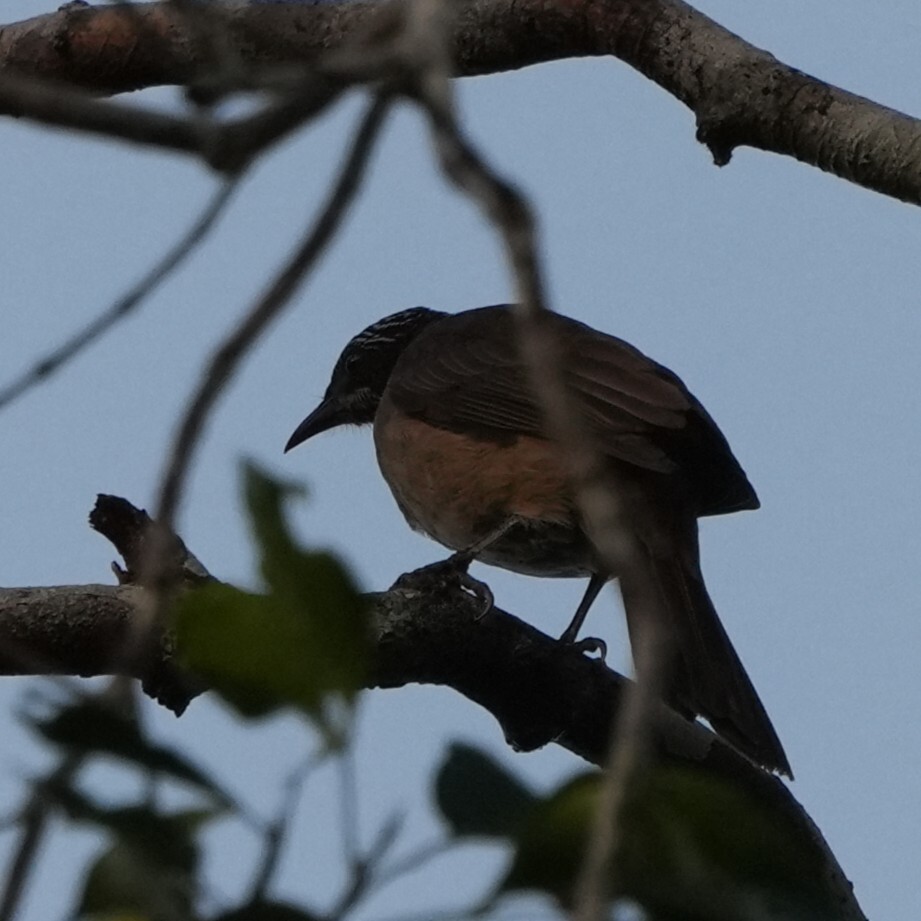 Streak-headed Honeyeater (Pycnopygius stictocephalus), photo 2