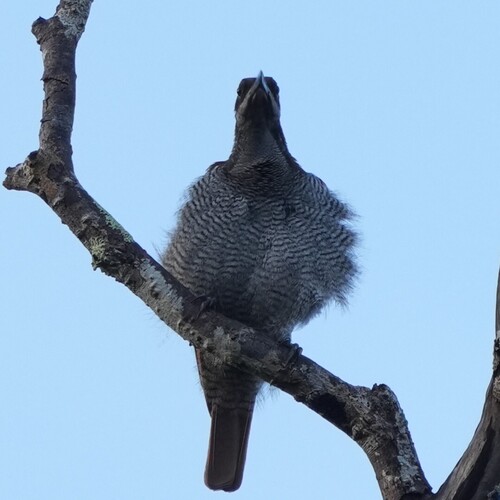 Growling Riflebird (Ptiloris intercedens)