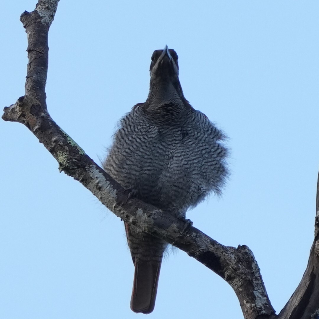 Growling Riflebird (Ptiloris intercedens), photo 1