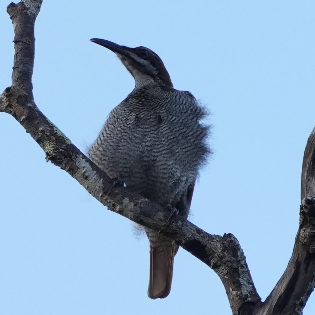 Growling Riflebird (Ptiloris intercedens), photo 2