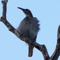 Growling Riflebird photo 3