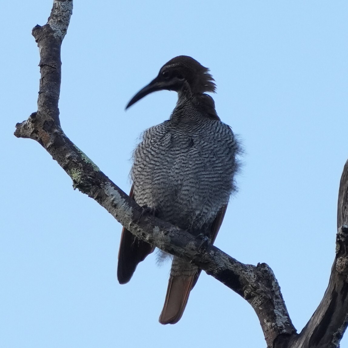 Growling Riflebird (Ptiloris intercedens), photo 3